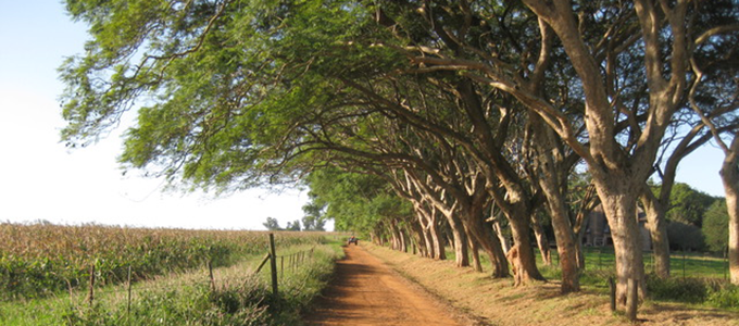 swaziland driving